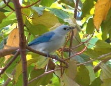 Imagen Fauna - Río Magdalena